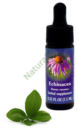 FES Echinacea 7,5 ml Tropfen