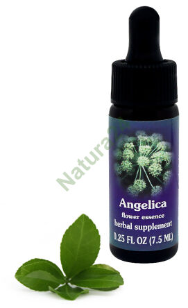 FES Angelica 7,5 ml Tropfen
