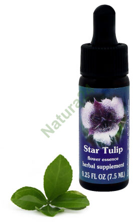 FES Stern Tulpe 7,5 ml Tropfen