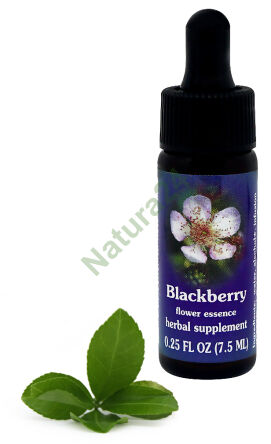 FES Brombeere 7,5 ml Tropfen