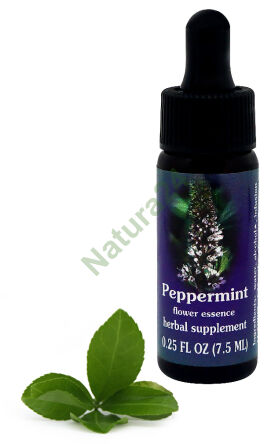 FES Pfefferminze 7,5 ml Tropfen