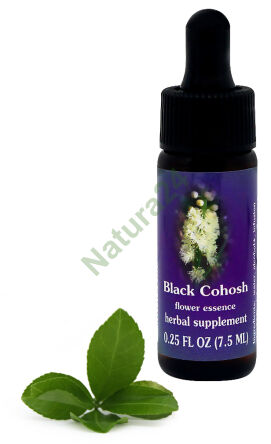 FES Schwarze Traubensilberkerze 7,5 ml Tropfen