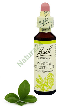 35. WEIßER KASTANIE / Gewöhnliche Rosskastanie 20 ml Nelson Bach Original Blütenessenzen
