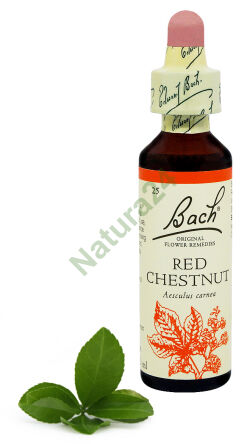 25. ROTE KASTANIE / Roter Kastanienbaum 20 ml Nelson Bach Original Flower Remedies