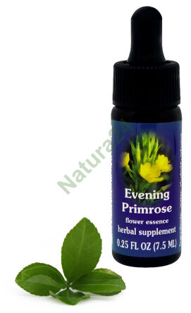 FES Nachtkerze 7,5 ml Tropfen
