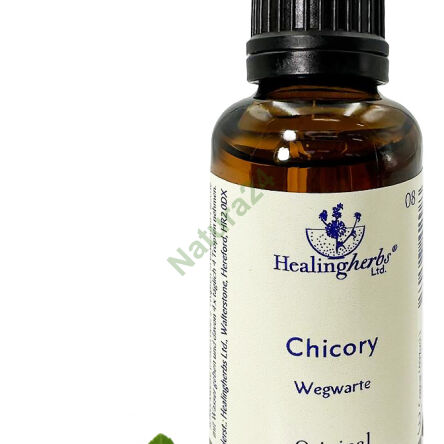 37.  CHICORY / Cykoria podróżnik 10ml - 3