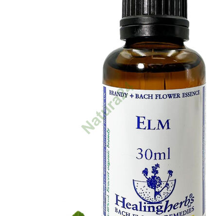 11. Ulme / Englischer Ulmenrinde 10/30 ml oder Globuli 15 g - 3