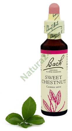 30. SWEET CHESTNUT / Kasztan jadalny 20 ml Nelson Bach Original Flower Remedies englisch
