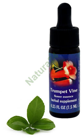 FES Trompetenrebe 7,5 ml Tropfen