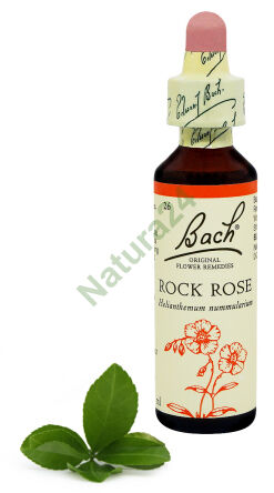 26. ROCK ROSE / Graues Sonnenröschen 20 ml Nelson Bach Original Flower Remedies englisch