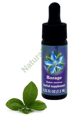 FES Borretsch 7,5 ml Tropfen