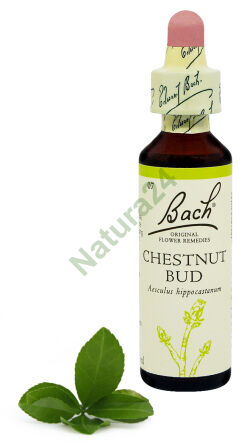 7. CHESTNUT BUD / Pąk kasztanowca 20 ml Nelson Bach Original Flower Remedies