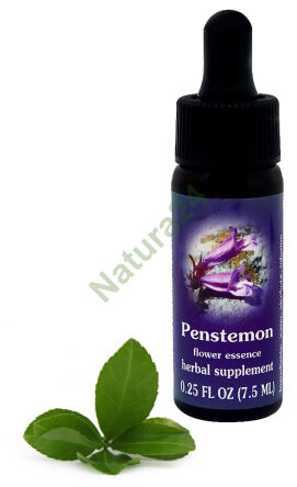 FES Penstemon 7,5 ml Tropfen