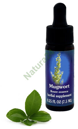 FES Beifuß 7,5 ml Tropfen