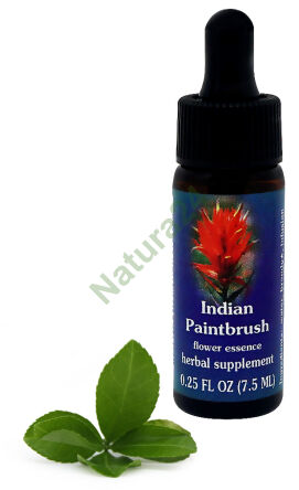 FES Indian Paintbrush 7,5 ml Tropfen