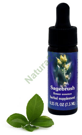 FES Salbeibusch 7,5 ml Tropfen