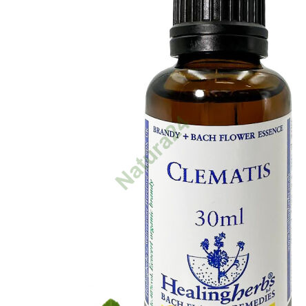 9. CLEMATIS / Italienische Waldrebe 10/30 ml oder Globuli 15 g - 3