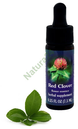FES Roter Klee 7,5 ml Tropfen