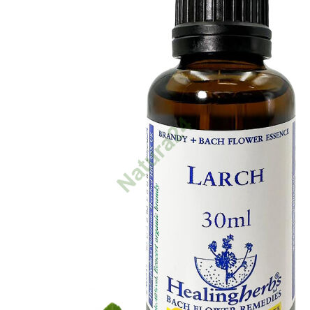 19. LÄRCHE / Europäische Lärche 10/30 ml oder Globuli 15 g - 3