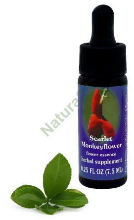 FES Scharlachrote Affenblume 7,5 ml Tropfen