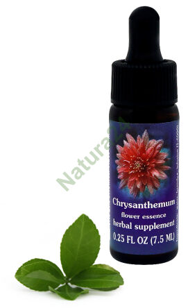 FES Chrysantheme 7,5 ml Tropfen