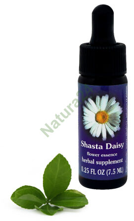 FES Shasta-Gänseblümchen 7,5 ml Tropfen