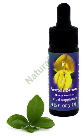 FES Stechginster 7,5 ml Tropfen