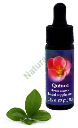 FES Quince 7,5 ml krople