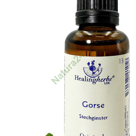 13. GORSE / Westlicher Stechginster 10/30 ml oder Globuli 15 g - 3
