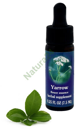 FES Schafgarbe 7,5 ml Tropfen
