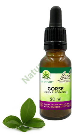 13. GORSE / Westlicher Stechginster - Bach Original Blütenessenzen Nelson 20ml