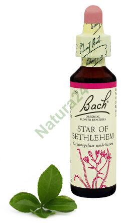 29. STERN VON BETHLEHEM /  Doldiger Milchstern 20 ml Nelson Bach Original Flower Remedies