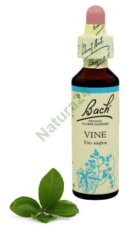 32. VINE / Die Weinrebe  20 ml Nelson Bach Original Flower Remedies