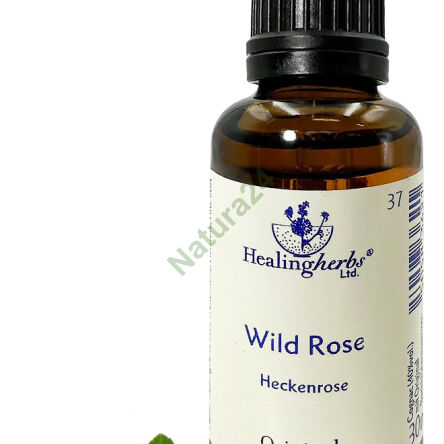 37. WILDROSE / Wilde Rose 10/30 ml oder Globuli 15 g - 3